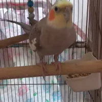 دوعدد عروس هلندی نر سخنگو