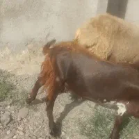 بزغاله نر جنس دار پاکستانی
