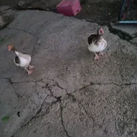 5تا غاز
