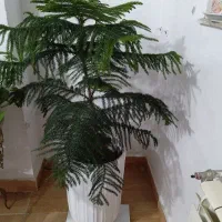 گل مطبق