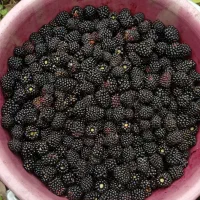 تمشک جنگلی