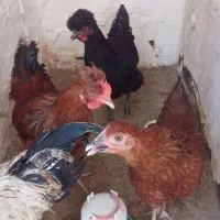 یک جفت کاکلی یک جفت گلپایگان