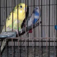 دوجفت مرغ عشق مولد