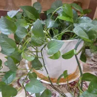 گل و گیاه