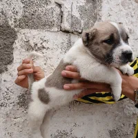 واگذاری سگ سرابی خراسانی