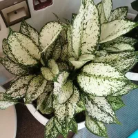 گل طبیعی خیلی زیبا