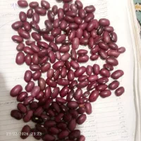 لوبیا قرمز محلی بذری درجه یک