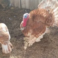 بوقلمون بوربون نر چاق