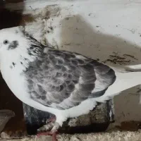 کفتریا کبوتر پرشی