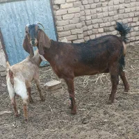 بز زاییده پاکستانی