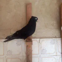 کفتر
