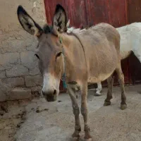 خر گمشده الاغ هرکی دیده باشتش مژدگانی دریافت کنه