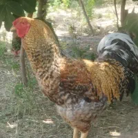 خروس دو رگه