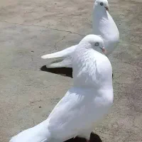 فروش سینه درجه یک