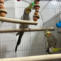 جفت عروس هلندی مولد