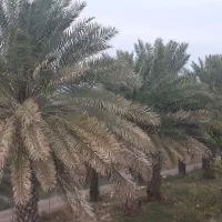 فروش-زمین-و-آب-کشاورزی