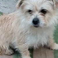 سگ رنگ کاراملی