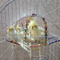 عروس هلندی|پرنده|فولادشهر, C2|دیوار