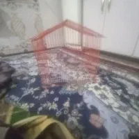 قفس|لوازم جانبی حیوانات|اهواز, گلدشت|دیوار