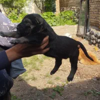 واگذاری سرابی اصیل ماده
