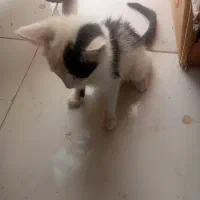 گربه