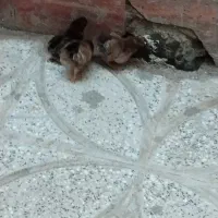 جوج،ه محلی