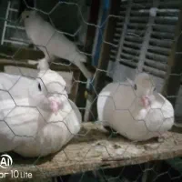 کبوتر راعبی