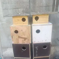 جفت کن کفترلانه عروس گرینچیک ومنلگو و.... لونه