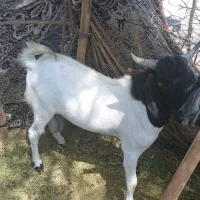 نریگ فروشی
