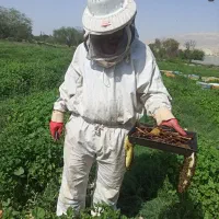 زنبورعسل|حیوانات مزرعه|اصفهان, بوستان ناژوان|دیوار