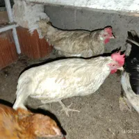 یک جفت مرغ سفید تخم گذار
