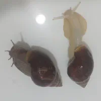 حلزون مولد درشت اچاتینا