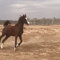 کره اسب عرب