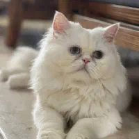 گربه نر برای ج ف ت یابی