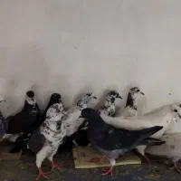 11 عدد کفتر بلندی