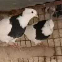 کبوتر طوقی جفت