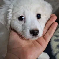 سگ گمشده
