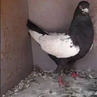 نر سینه سیاه