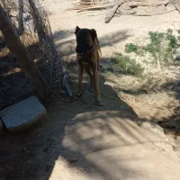 سگ شکاری|سگ|سعدآباد, |دیوار