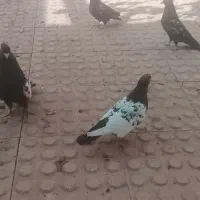 کبوتر سینه سیاه