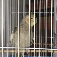 پرنده