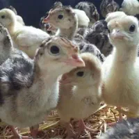جوجه ابریشمی ،گلین ،بوقلمون ،اراکانا