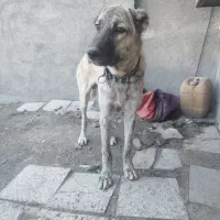 معاوضه سگ با مرغ خروس بلدرچین بوقلمون