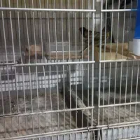 سهره ،گلبسر ،کبوتر