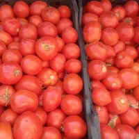 گوجه ربی