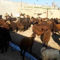 بره نروماده