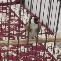 سهره چهار گل
