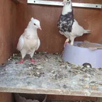 بهبونی. طوقی. رنگی. پلاکی