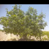 فروش زمین کشاورزی با آب