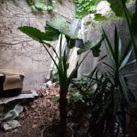 گل و گیاهان